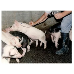 Slap-Shot Flexible Vaccinator -PBS Animal Health 11582 3