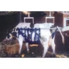 Munks Cow Sling -PBS Animal Health 11920