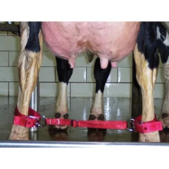 Cow Cufflinks -PBS Animal Health 12639 3