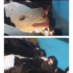 Stallion Calf Feeder -PBS Animal Health 13365 2