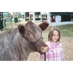 Stierwalt Black Magic And Brown Bombshell Show Halter -PBS Animal Health 13747 7