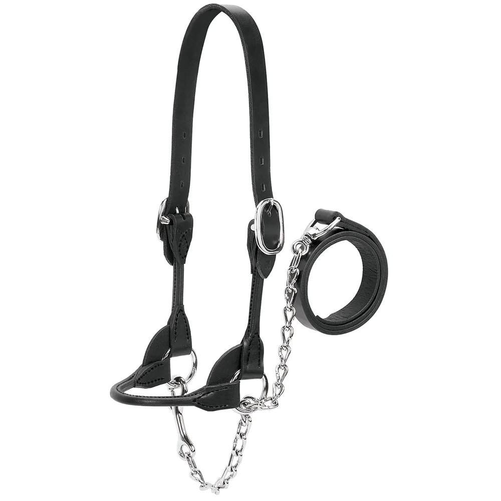 Dairy And Beef Rounded Show Halter 3 Dairy And Beef Rounded Show Halter