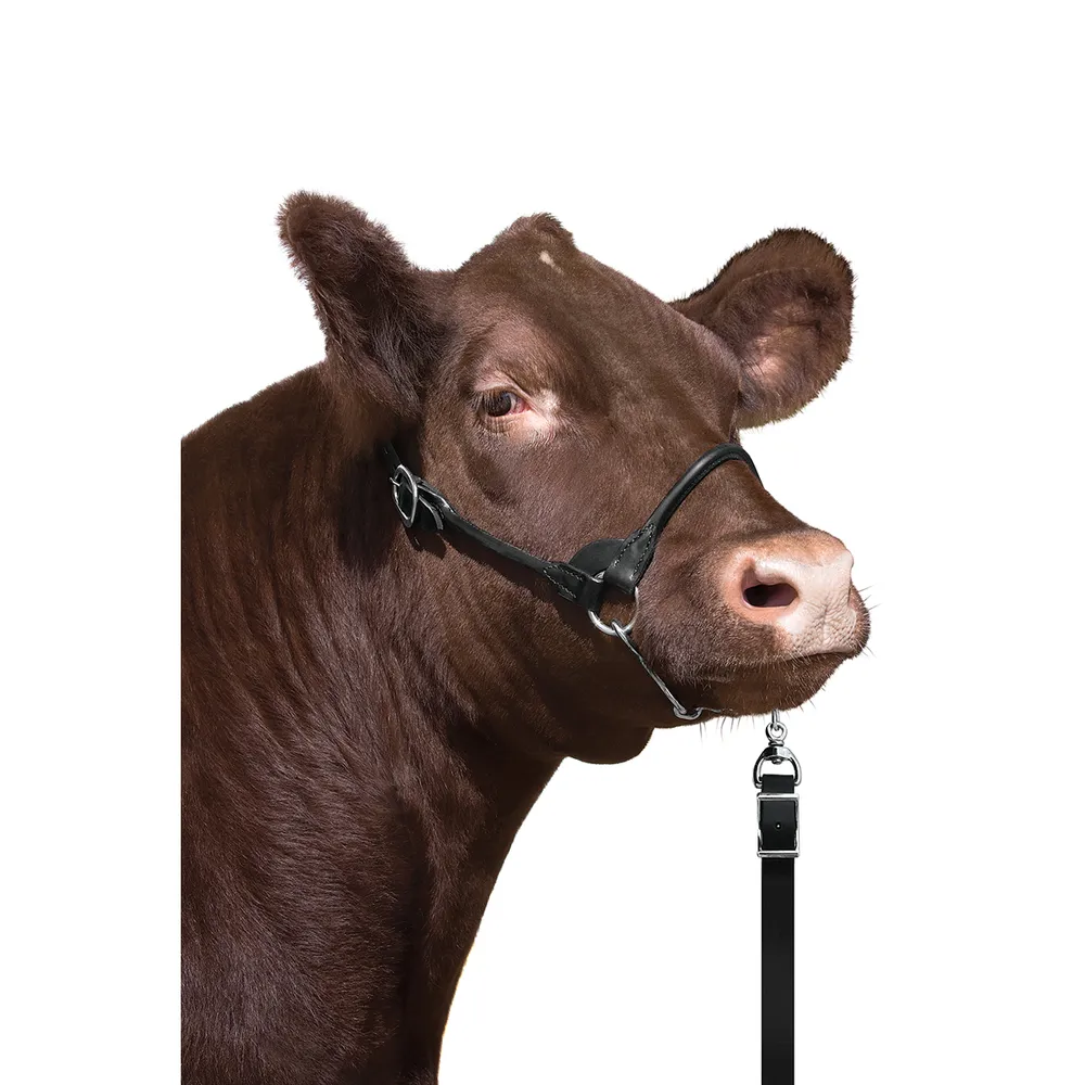 Dairy And Beef Rounded Show Halter 4 Dairy And Beef Rounded Show Halter - Image 2