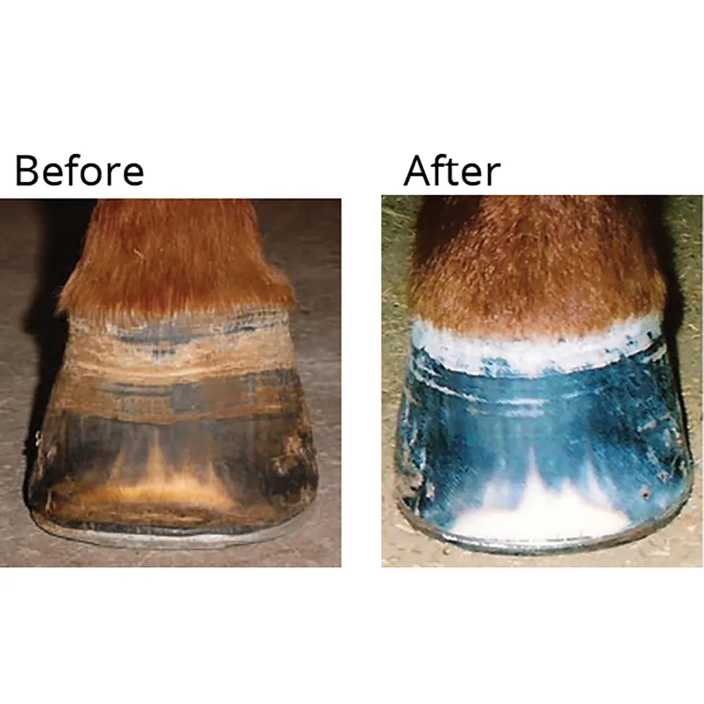 Wunder Hoof All Natural Stimulant And Hoof Conditioner 4 Wunder Hoof All Natural Stimulant And Hoof Conditioner - Image 2