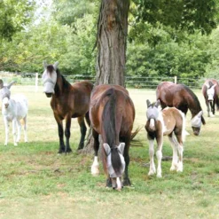Crusader Long Nose Pasture Fly Mask With Ears -PBS Animal Health 15127 4