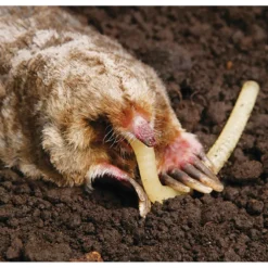 Motomco Mole Killer Worms 11 Motomco Mole Killer Worms -PBS Animal Health 15349 4