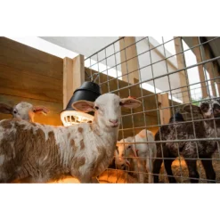 Prima Heat Lamp -PBS Animal Health 15913 4