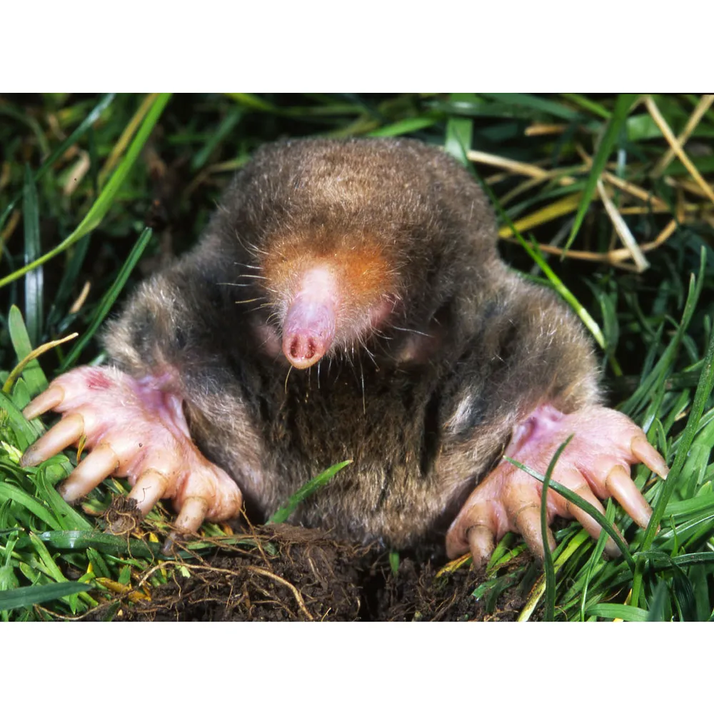 MoleMax Mole & Vole Repellent 4 MoleMax Mole & Vole Repellent - Image 2