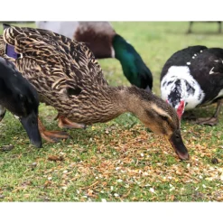 Happy Hen Treats Duck Pond Medley -PBS Animal Health 16941 3