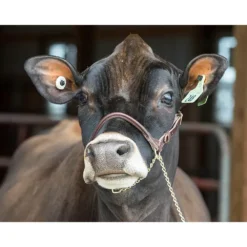 Leather Halter For Show Cattle -PBS Animal Health 17213 3