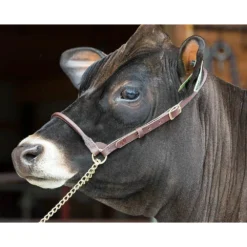 Leather Halter For Show Cattle -PBS Animal Health 17213 4
