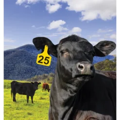 Y-Tex Numbered Cow Y-Tag Ear Tags -PBS Animal Health 17478 3