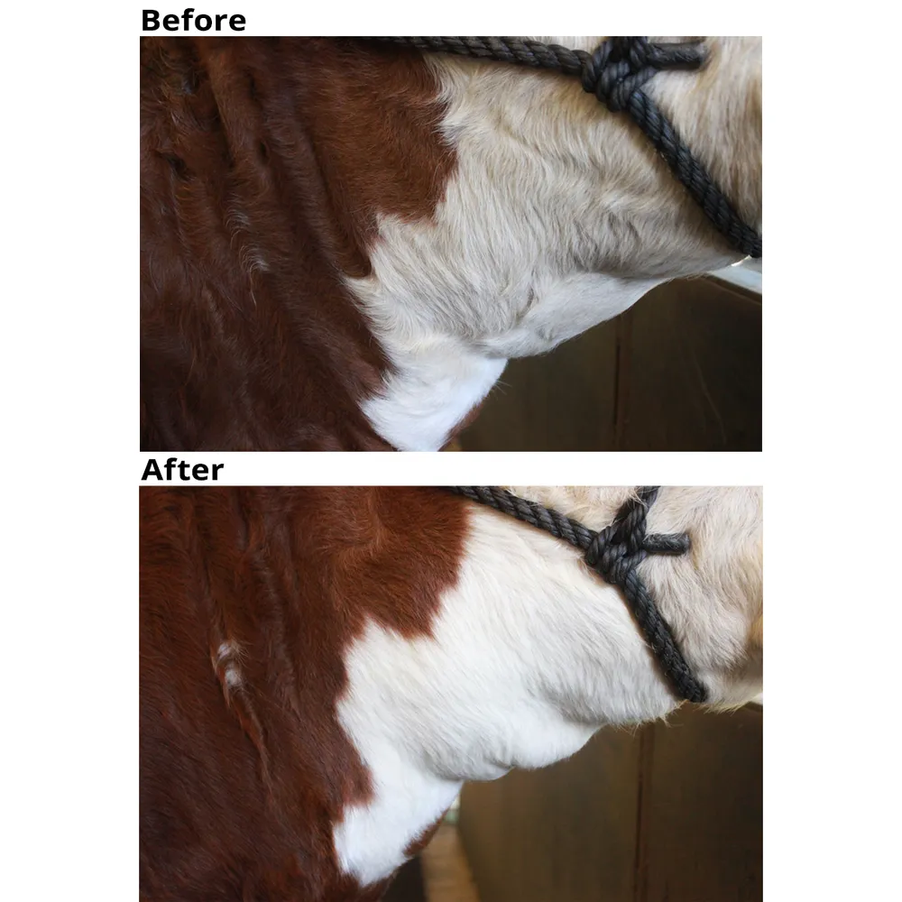 Natural White Dye-Free Shampoo 4 Natural White Dye-Free Shampoo - Image 2