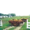 Drive-Thru Electric Gate -PBS Animal Health 19258