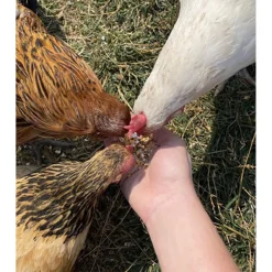 Golden Graze Poultry Snack Bites -PBS Animal Health 20036 4