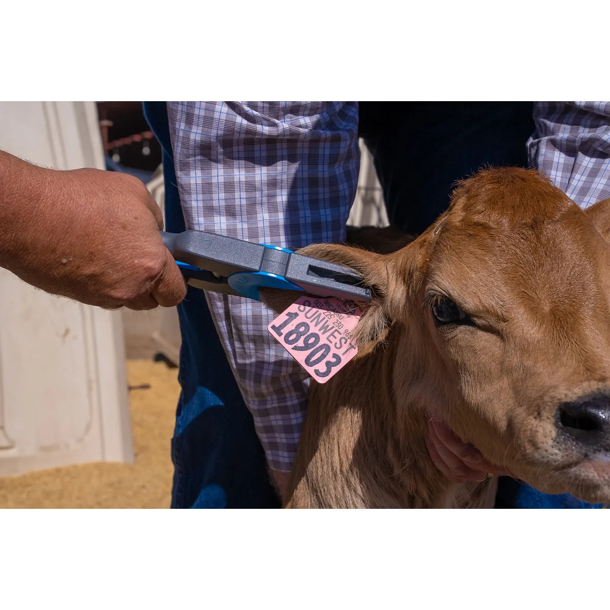 UTT3S Tag Applicator 6 UTT3S Tag Applicator - Image 4