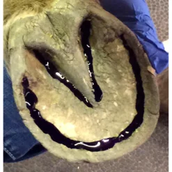 Sav-A-Hoof Gel II For Horses -PBS Animal Health 20145 4