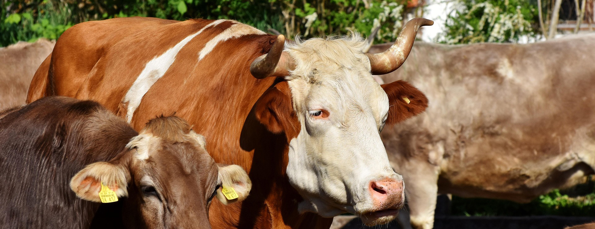 PBS Animal Health -PBS Animal Health bull 3902772 1920