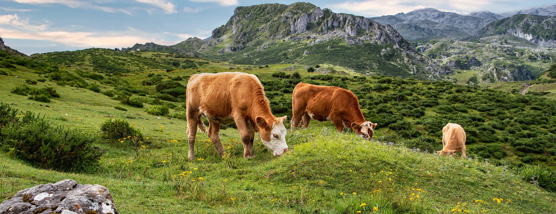 PBS Animal Health -PBS Animal Health cows 7019167 1920